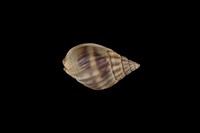 藏品(織紋螺)的圖片